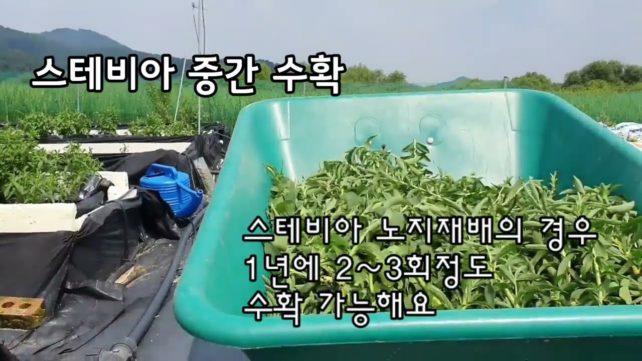 스테비아 농장 지금 수확을 ???