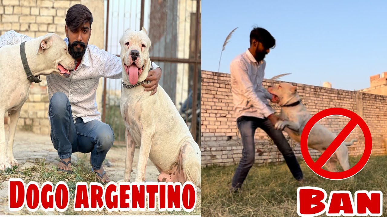 Dogo Argentino Ban ho gaya 😱