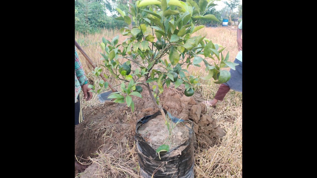 Orange plants 🍊 /Citrus shifting @Ecofarm September 2020