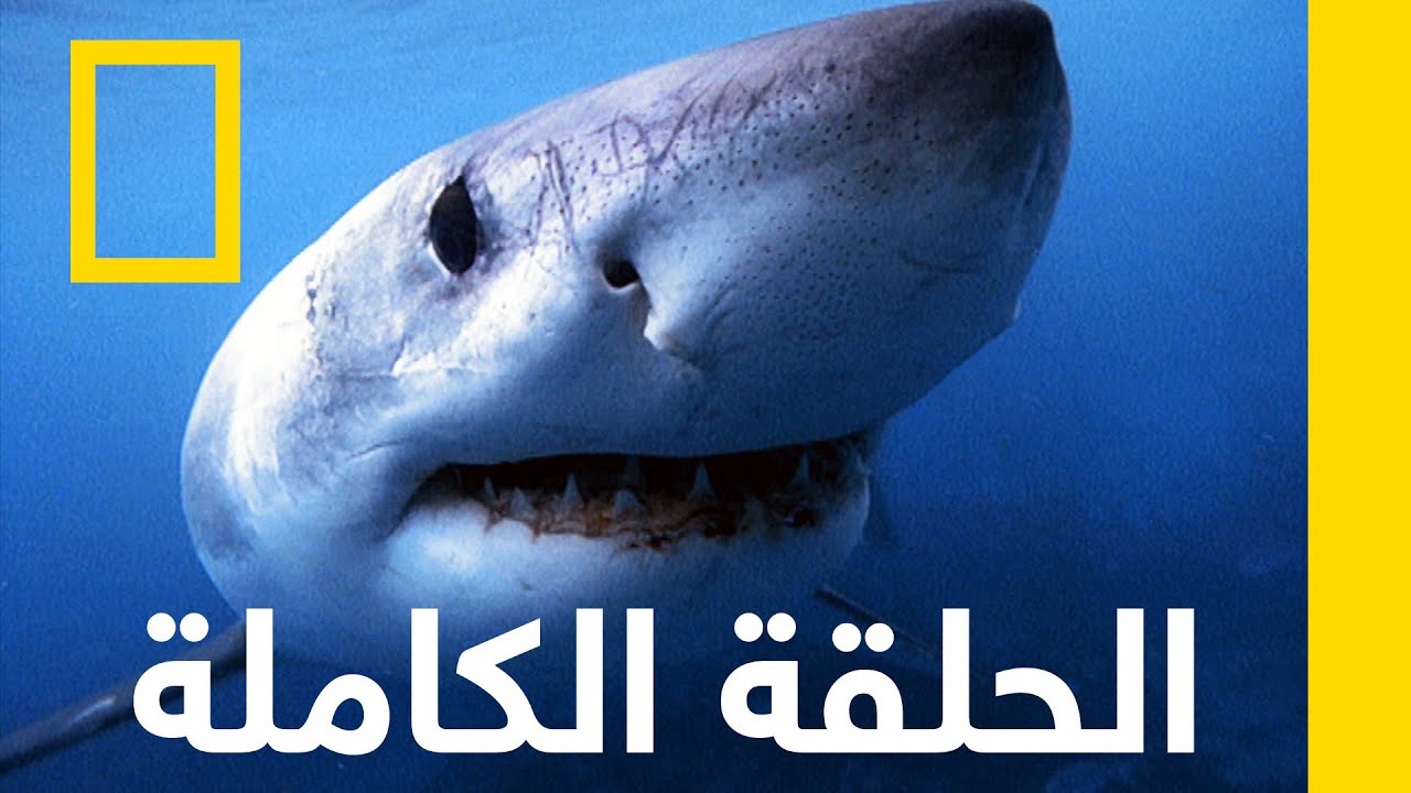 هجوم القرش | نفّذ أو إِنفذ | ناشونال جيوغرافيك أبوظبي