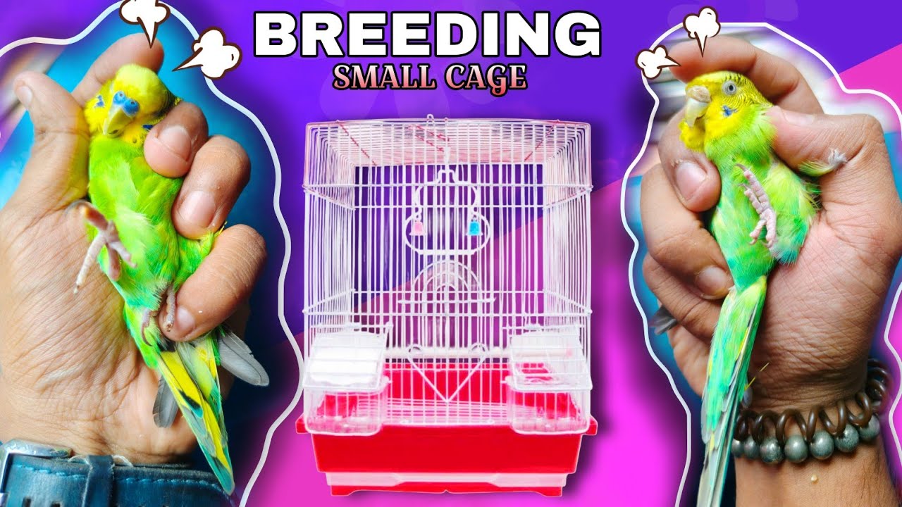 Budgies Breeding In Small Cage 😍❤️🔥