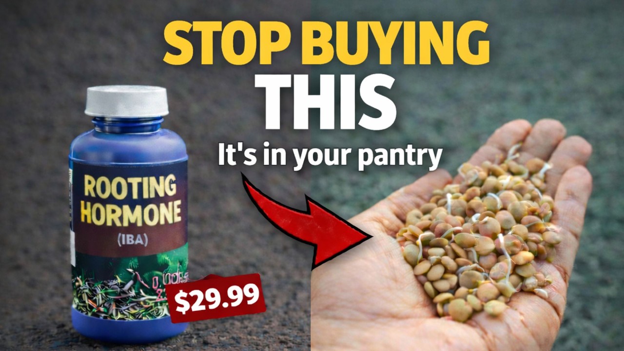 Grow Unlimited Root Hormone In Your Kitchen. Peaks In 48 Hours. The 5-Minute Setup.