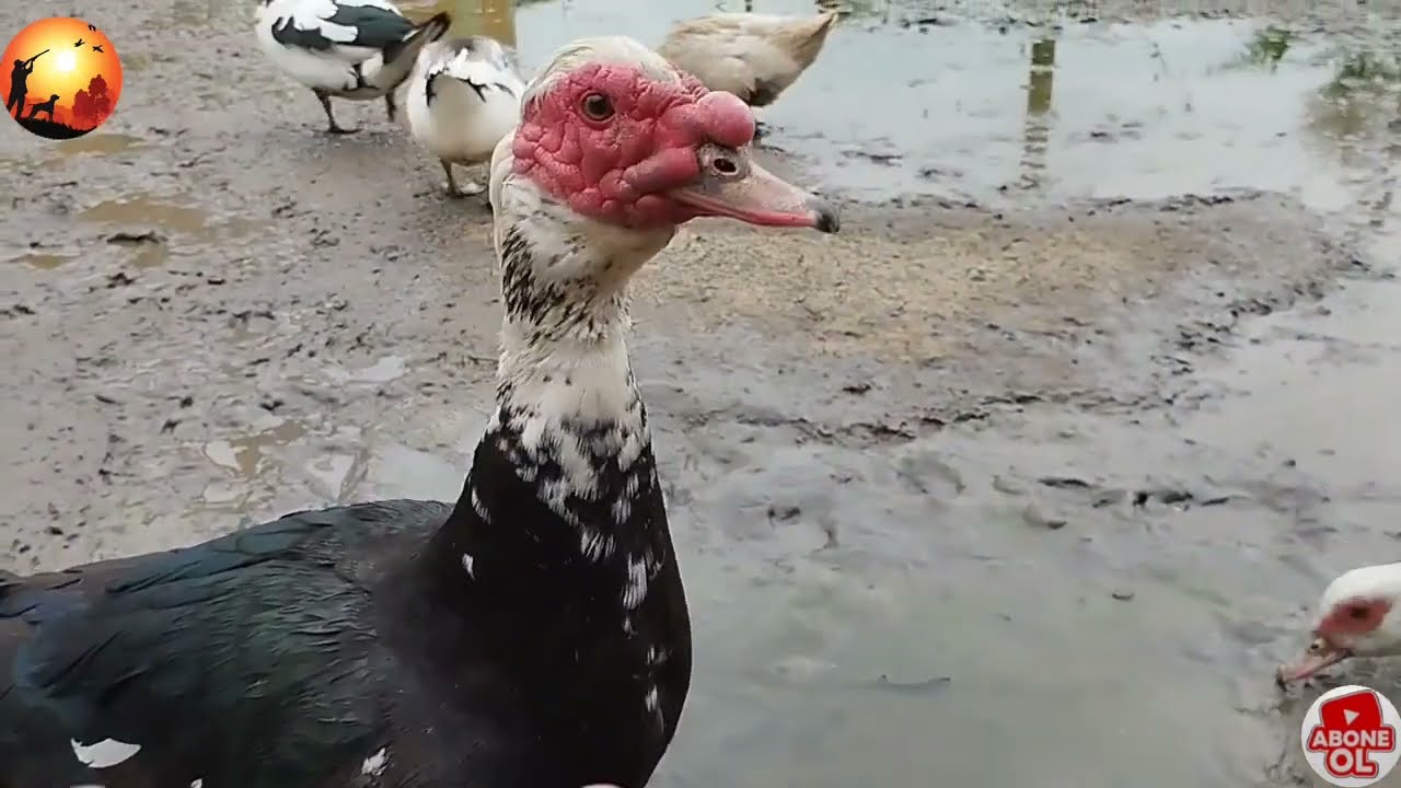 çöl ördək buğda yemi verdim ördəyləri suda çinməsi