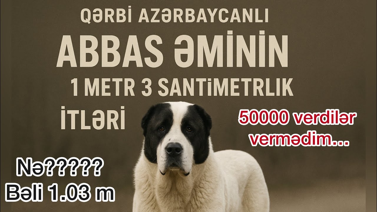 1 METR 3 SANTİMETRLİK NƏHƏNG İTLƏR?! 😱 Abbas kişinin pitomnikində inanılmaz kadrlar!