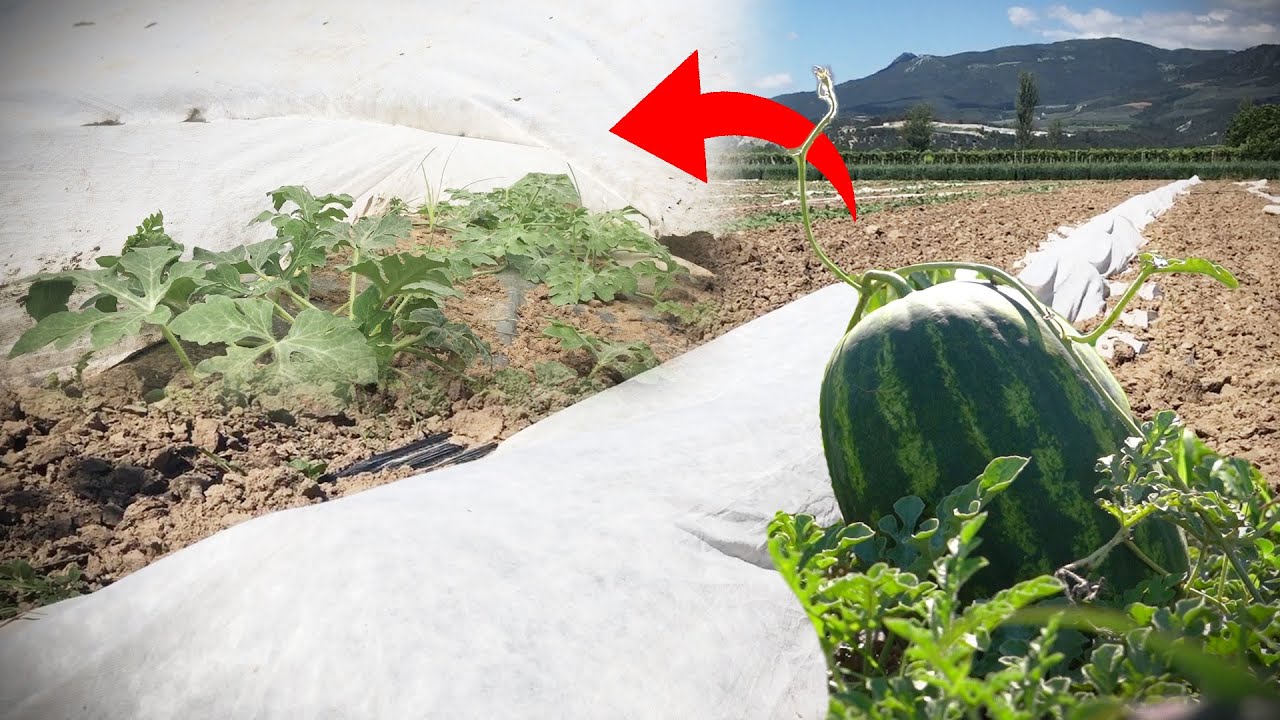 Karpuzda Zirai Tül Kullanımı ve Zirai Dondan Korunma - Karpuzda Örtü Altı Yetiştiriciliği Nedir?