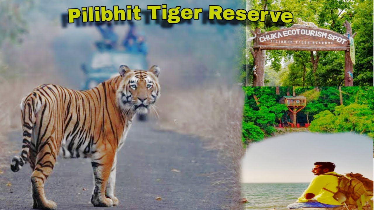 Kitna Bada Tiger Dikha Aj To || Jungle Safari || Pilibhit Tiger Reserve &lrm;@explorewithask2.0&nbsp;