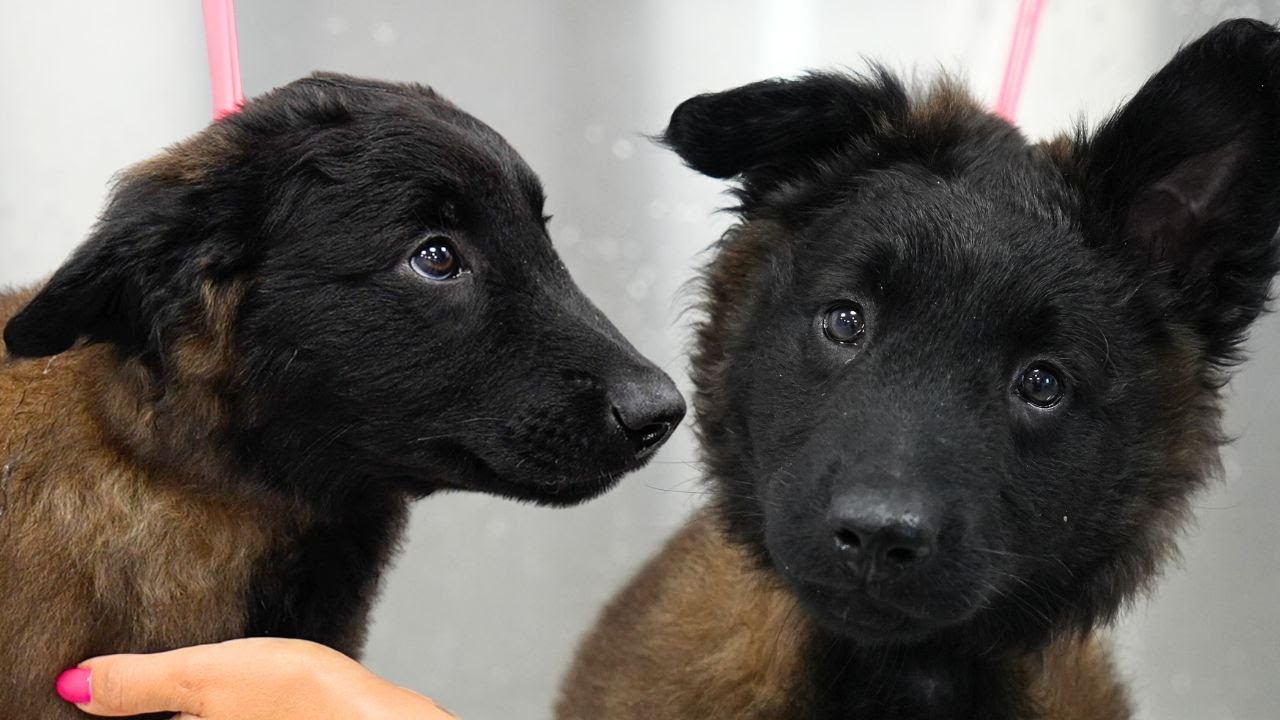 This Dog Is The Definition Of Puppy Dog Eyes 🥺 | Adorable Belgian Tervuren Puppy