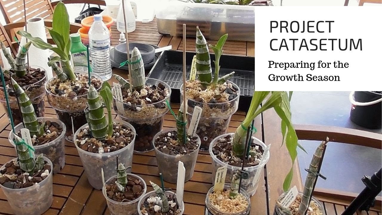Project Catasetum - Preparing for the Growing Season