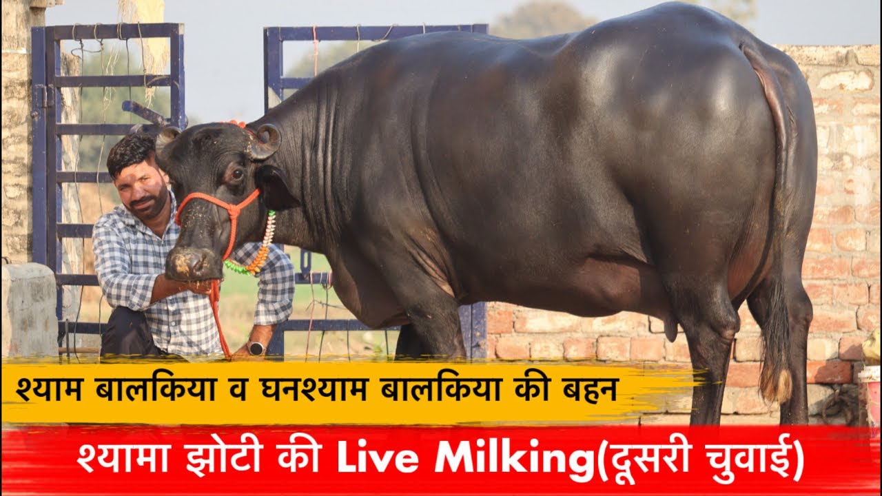 🔴श्याम बालकिया व घनश्याम बालकिया बुल की बहन👉श्यामा झोटी की Live Milking.दूसरे समय की।बालक(हिसार).