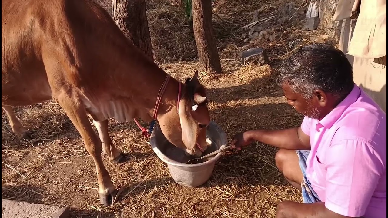 எங்கள் கோமாதா