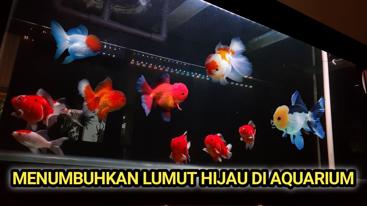 Tips menumbuhkan lumut di aquarium mas koki menggunakan lampu