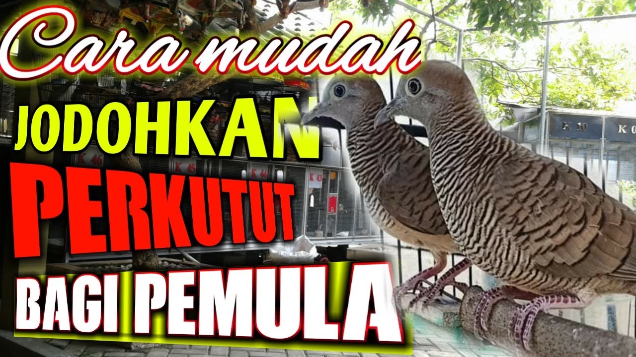 Cara mudah menjodohkan perkutut  di dalam sangkar,