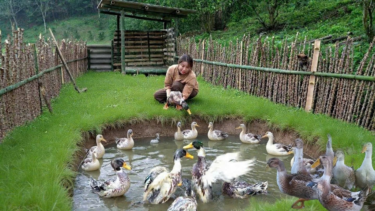 After So Much Hard Work… The Ducks Are Finally Here | EP20