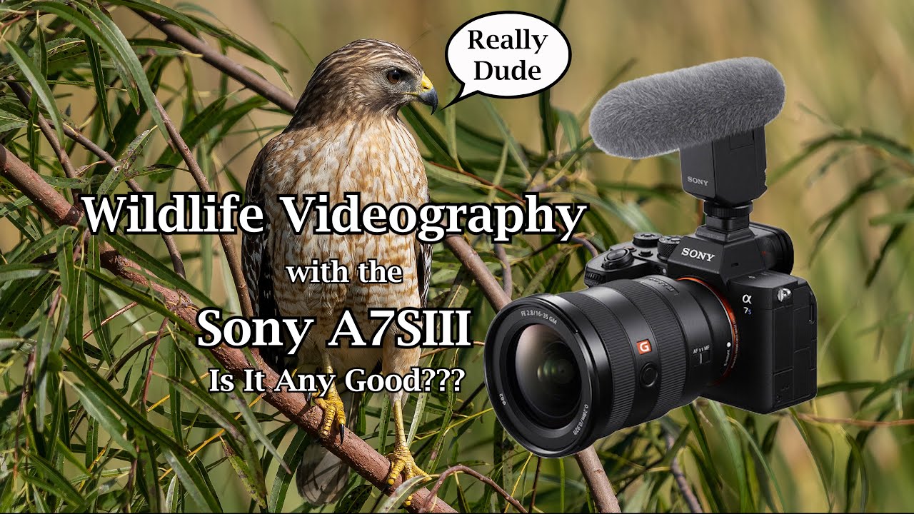 Wildlife Videography with the Sony A7SIII - Is It Any Good?