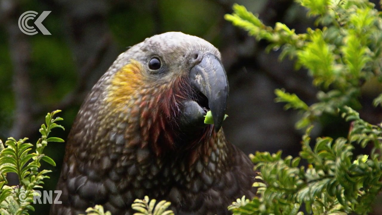 Kākā go gaga in Abel Tasman National Park