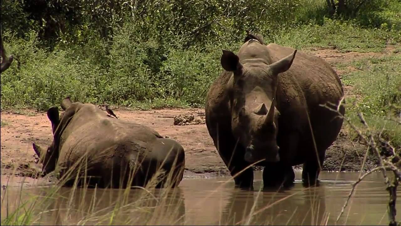 Raoul du Toit: 2011 Goldman Prize winner, Zimbabwe