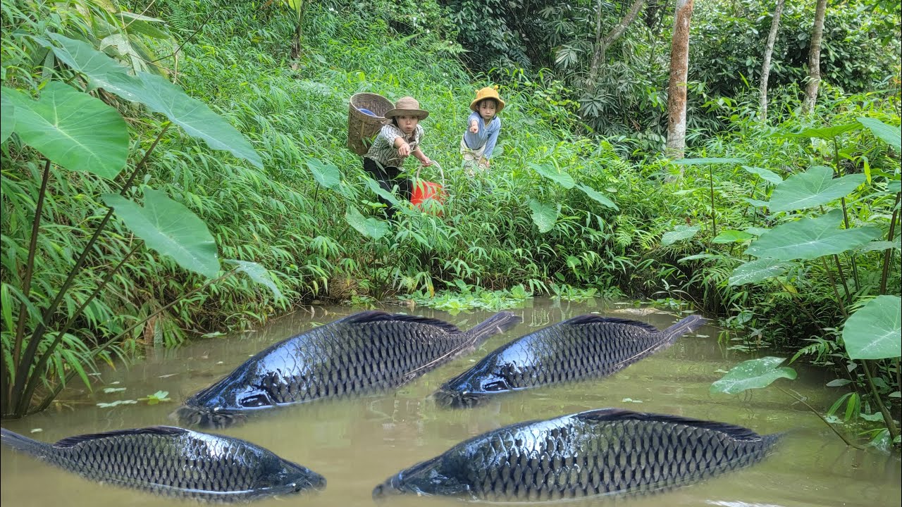 Meet many giant fish in wild ponds. Wild fish hunting skills. Caught many giant fish