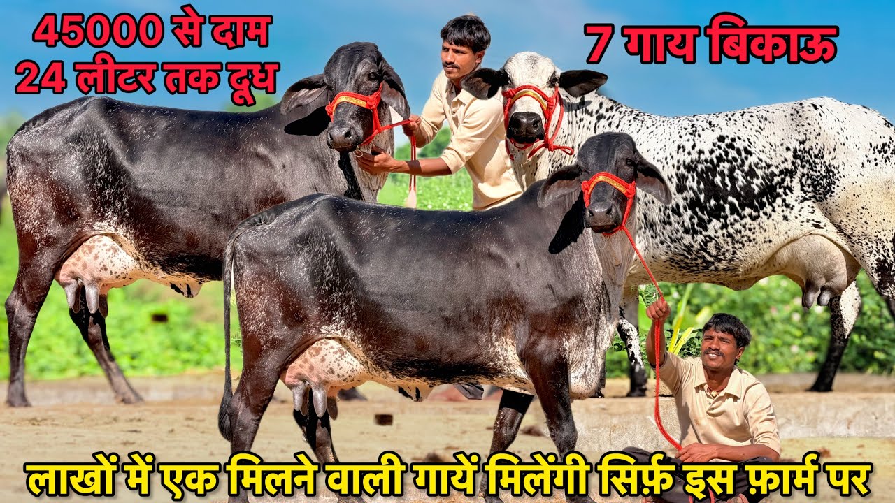 45000 में ख़रीदो बछड़ी वाली गाय👌24 लीटर तक दूध,7 गाय बिकाऊ👍 Cross Breed Cows For Sale in Ganganagar
