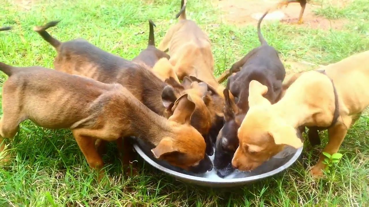 Feeding poor family puppies 2 | Rescue dogs 55