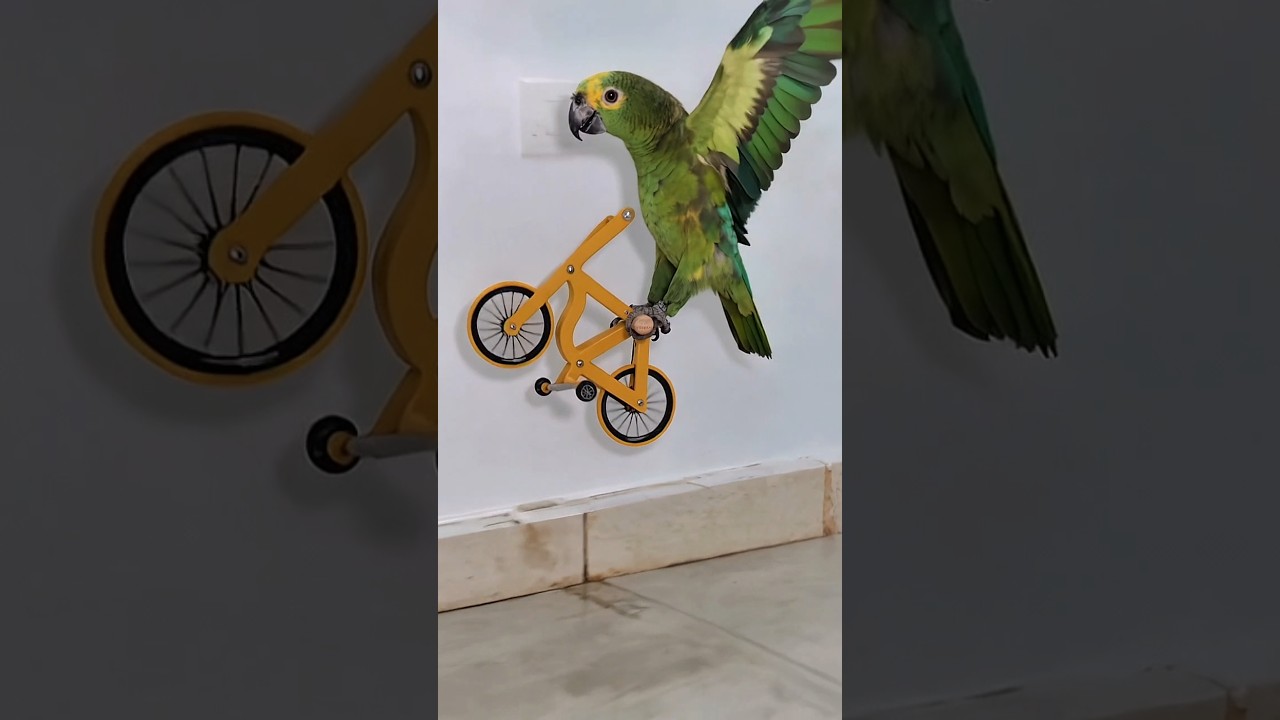 Parrot doing BMX stunts 
