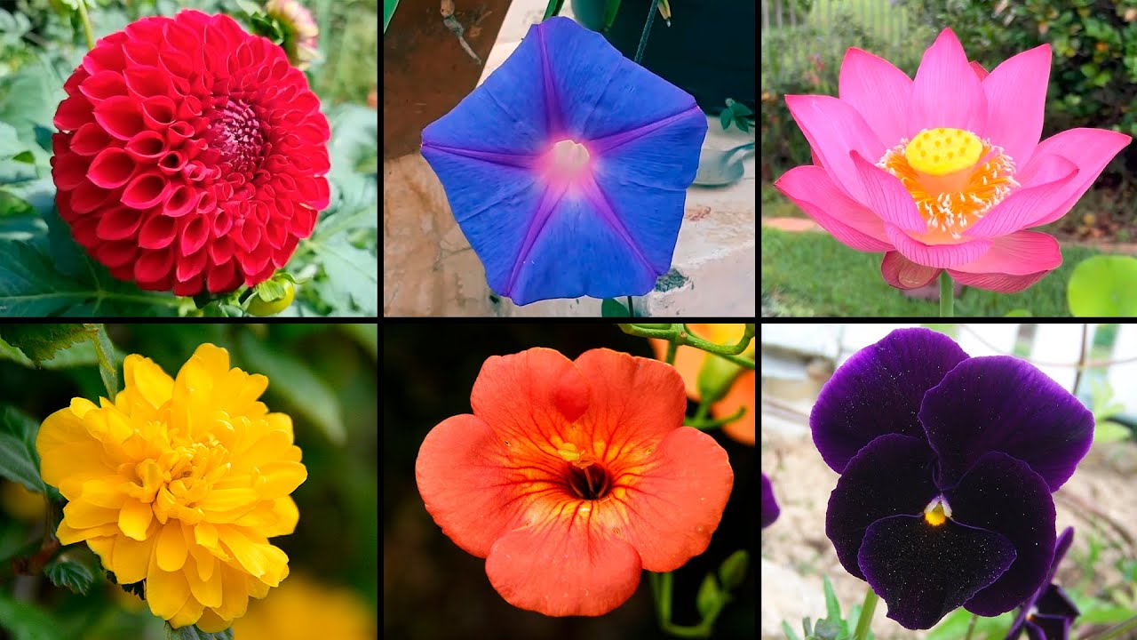 Plantas con Flores de Diferentes Colores para Decorar tu Hogar