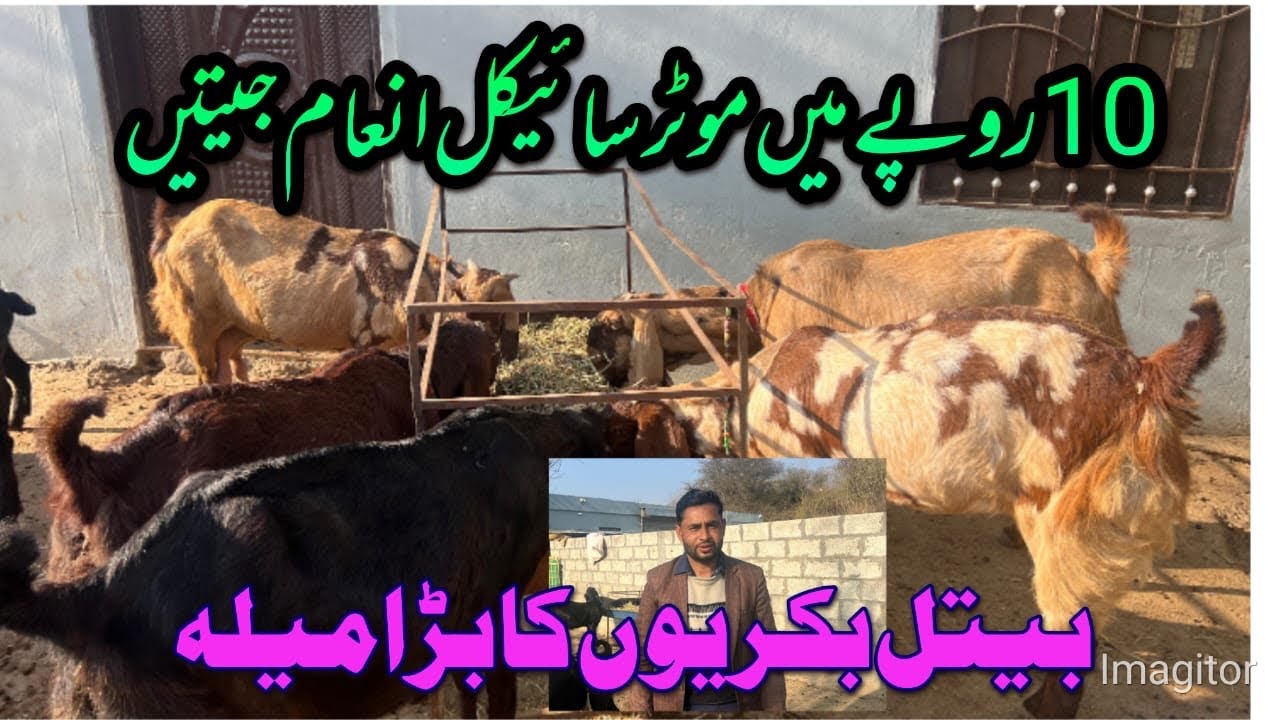 10Rupay Mai Moter Cycle Beetal Bakriuo K Shokeen Ky Lya Bara Pakcge 