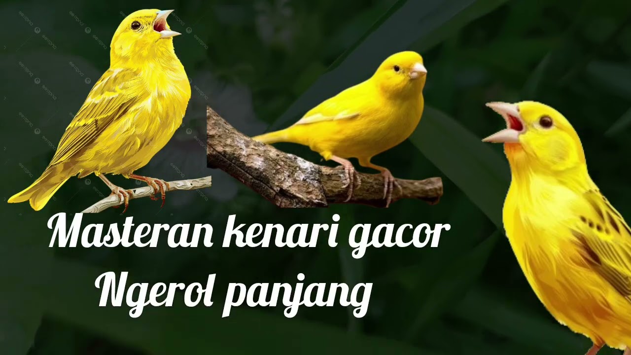 Masteran kenari gacor, ngerol panjang