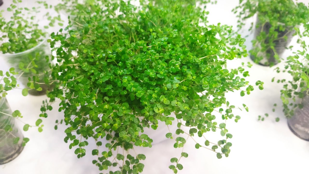 Комнатные цветы в апреле 🌿/ Солейролия - растение с мелкими листочками/ Уход и размножение