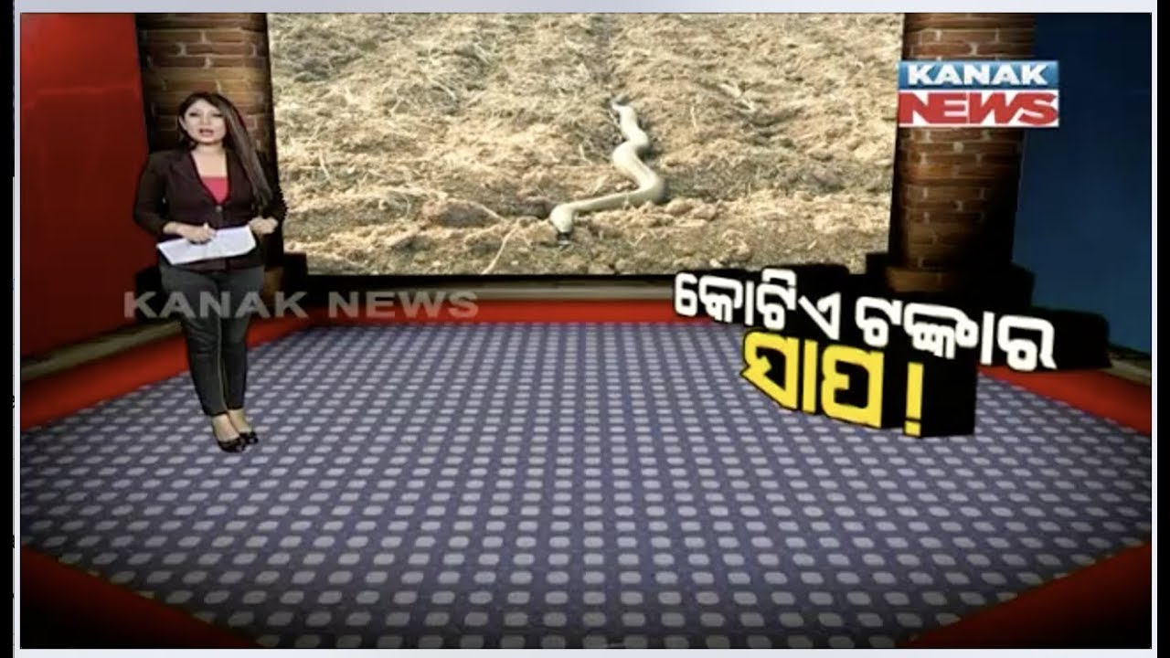 Damdar Khabar:  What! Red Sand Boa Snake Worth Rs 1.25 Crore Rescued In Madhya Pradesh