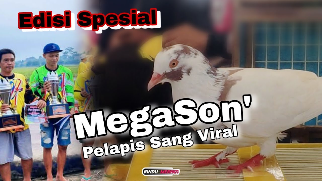 Warna Cantik Suka Ninggal Karakter Mirip Viral|Megason Langsung Beri Piala 🏆 P3MKBI Honda jazz