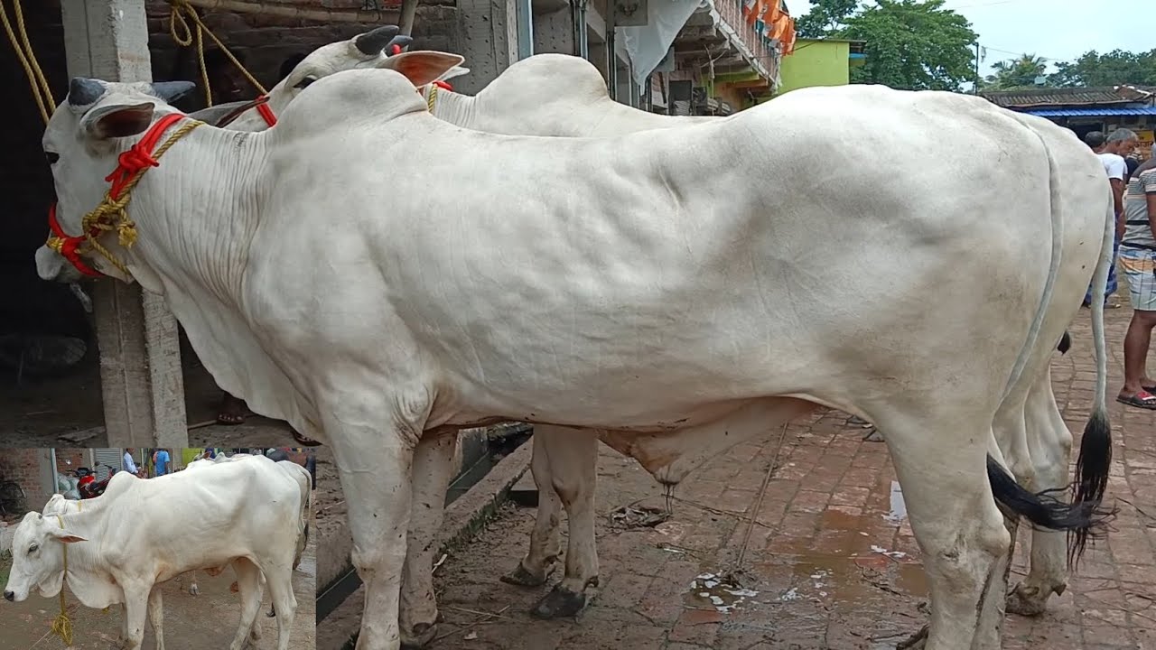 ভারতের বিখ্যাত গরু হাট। সাকসার গরু হাট।06/07/25. SAKSHAR GURU HOT NEW VIDEO.