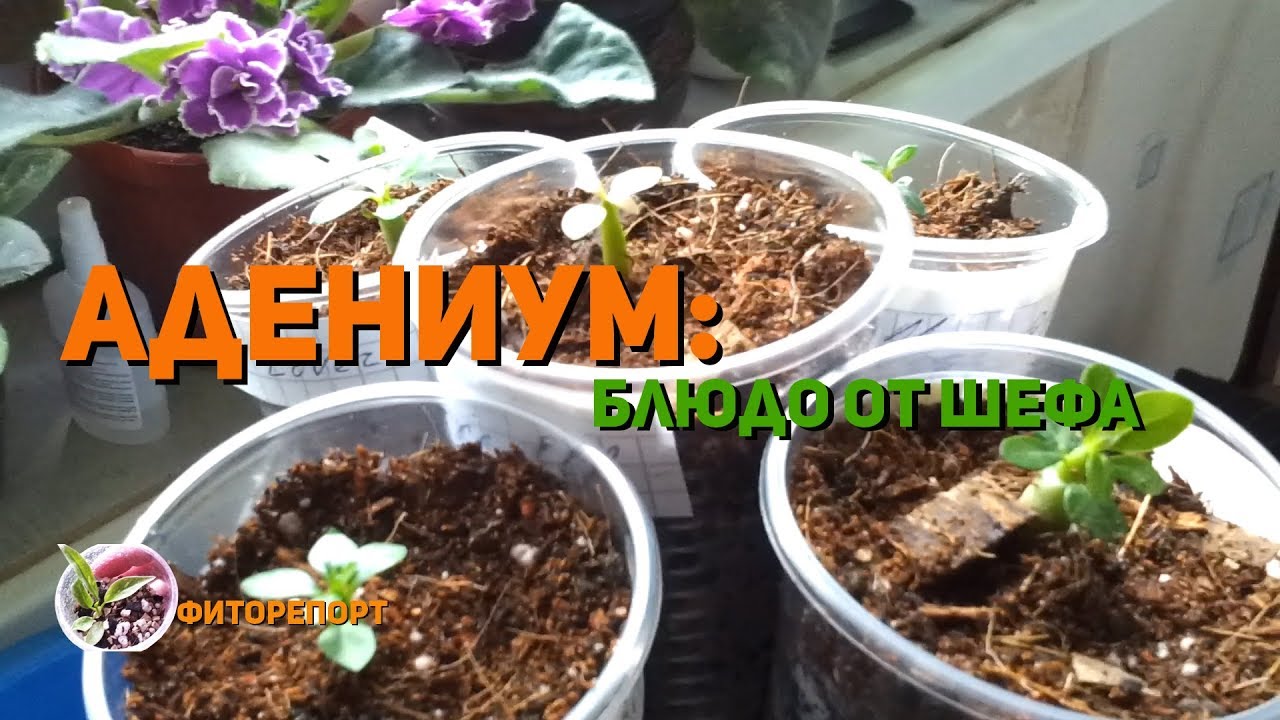 Фиторепорт. Адениум: Блюдо от Шефа