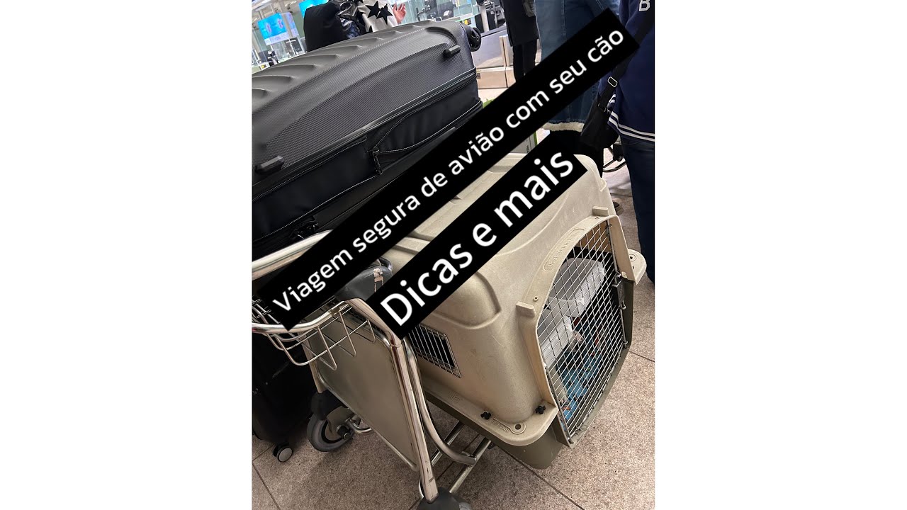 Viagem da europa (Espanha) para o Brasil com cachorro no por&atilde;o. Tudo o que voc&ecirc; precisa saber!!!