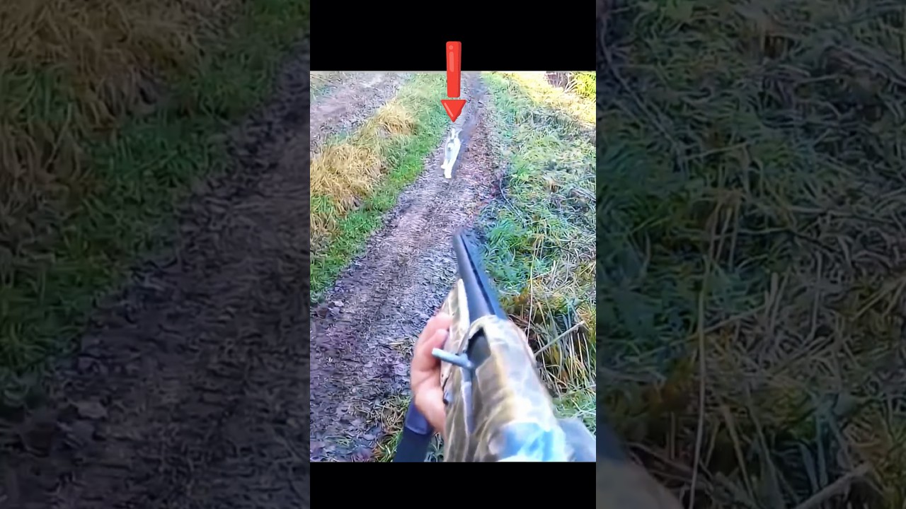 Охота на кролика в открытых просторах | Адреналин и мгновенная реакция#hunting #chass #wildhunting