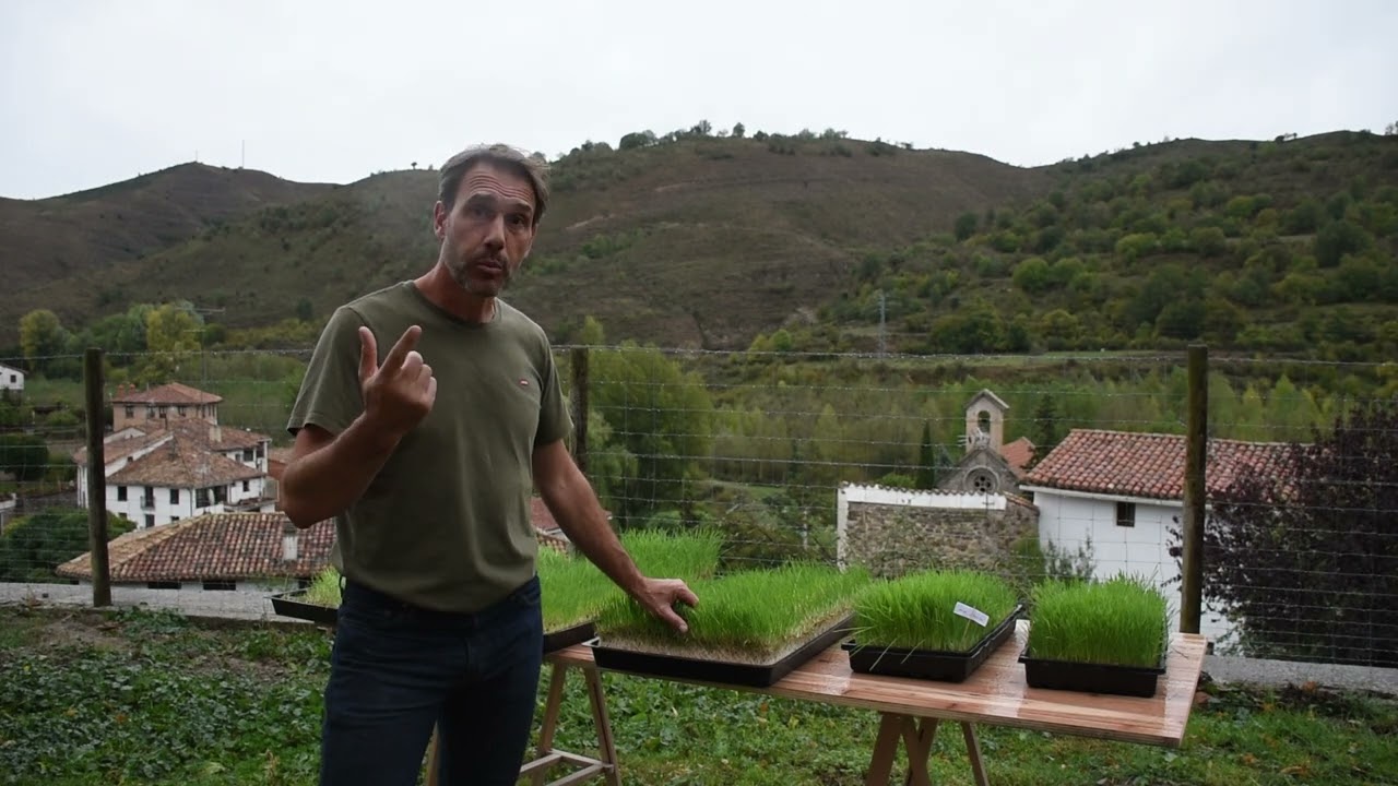 Forraje verde hidropónico