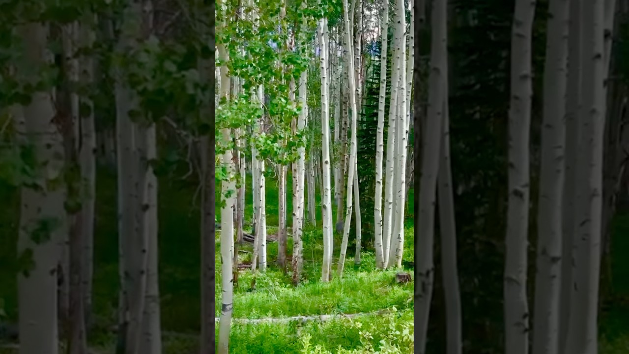 White aspens whisper softly, forest’s peace, leaves dancing lightly. 