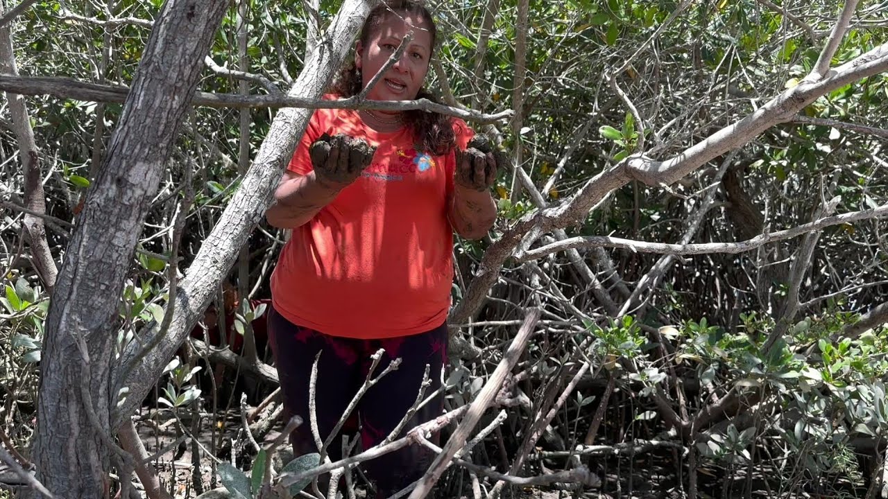 Todo esto encontraron en el manglar