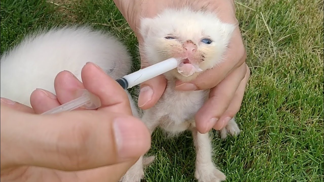 Mother Cat Leaving Her Baby Kittens Alone Cute Kittens Are On Bottle Feed