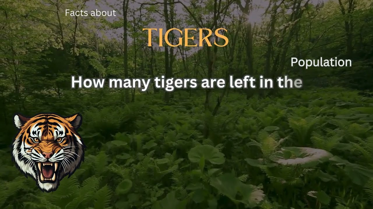 Tiger Fact 13 - How many tigers are left in the wild?