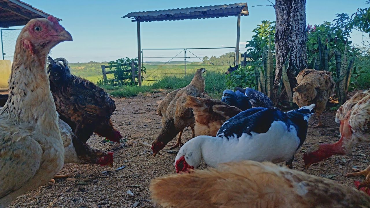 COMO TER GALINHAS GORDAS E BOTANDO OVOS GRANDE | O SEGREDO ESTÁ NA ÁGUA ( TRUQUE SIMPLES )