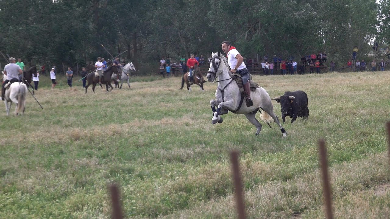 Vadillo de la Guareña ZA 2023 Encierro mixto