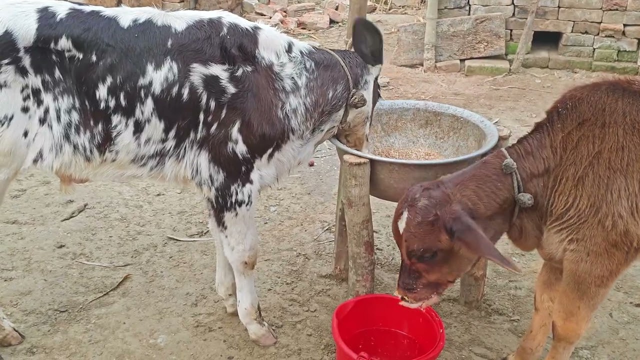 ছোট্ট ষাঁড় বাছুর 