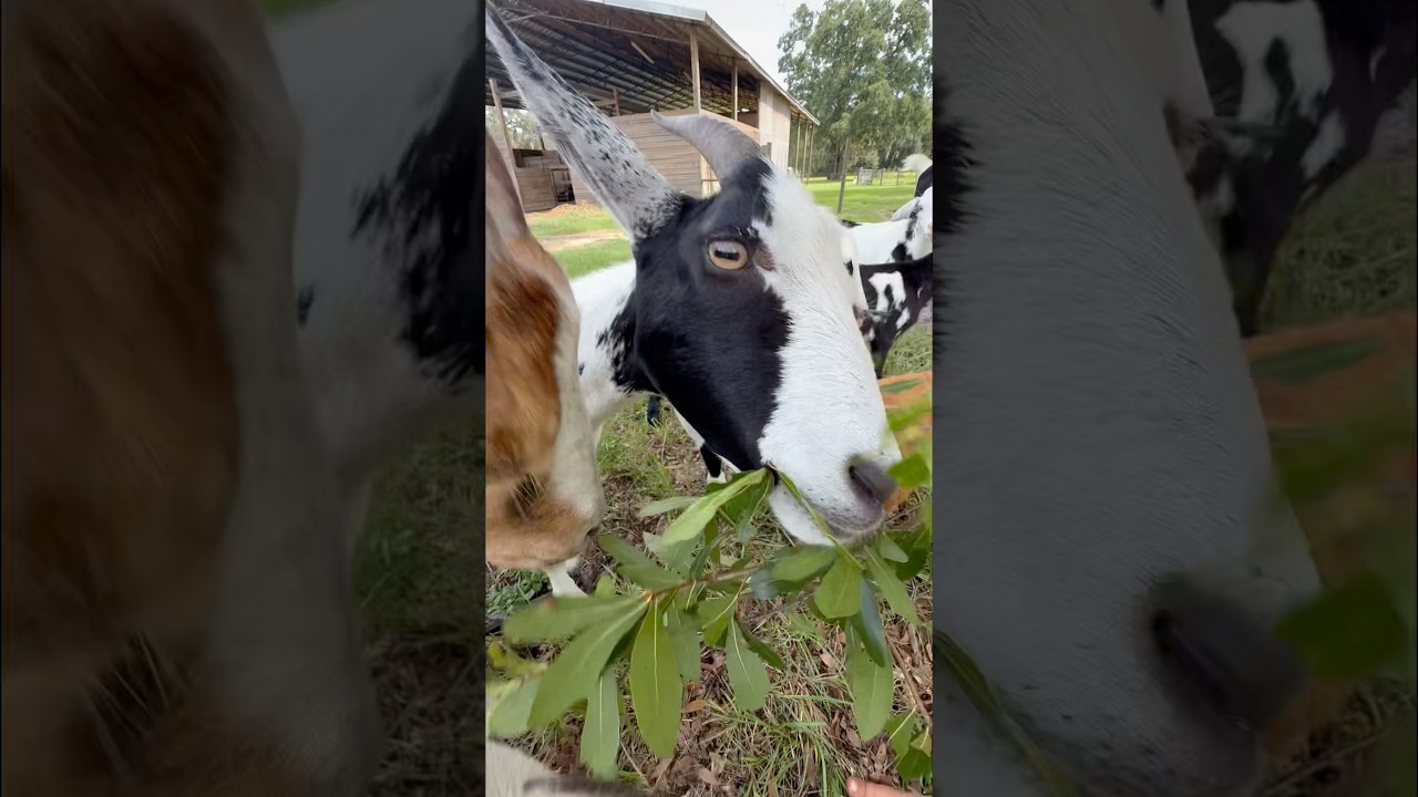 Natural dewormer for goats #holistichealth #animals #health