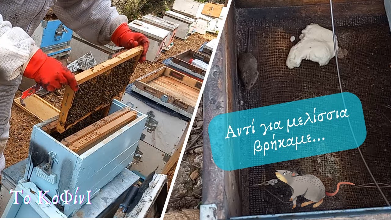 Μια μέρα στα μελίσσια που τα είχε όλα | Μελισσοκομία 2024 | Το ΚοΦίνΙ