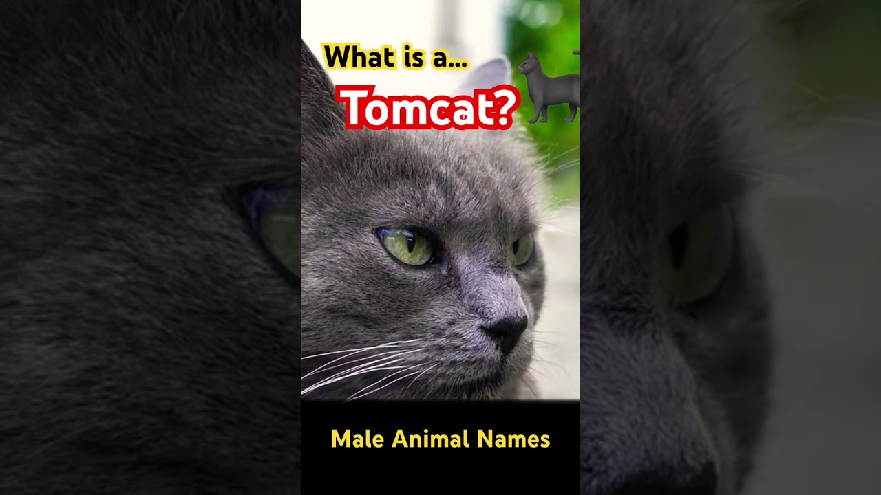 🐈&zwj;⬛ What is a Tomcat? What type of cat is a Tomcat? Why is a cat called Tom? #tomcat #tomcats #cats