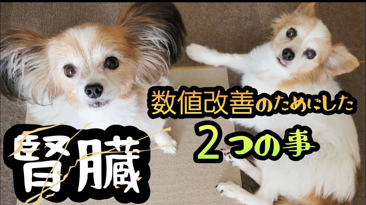 【腎臓】何をやって数値が改善した？実行した2つの事