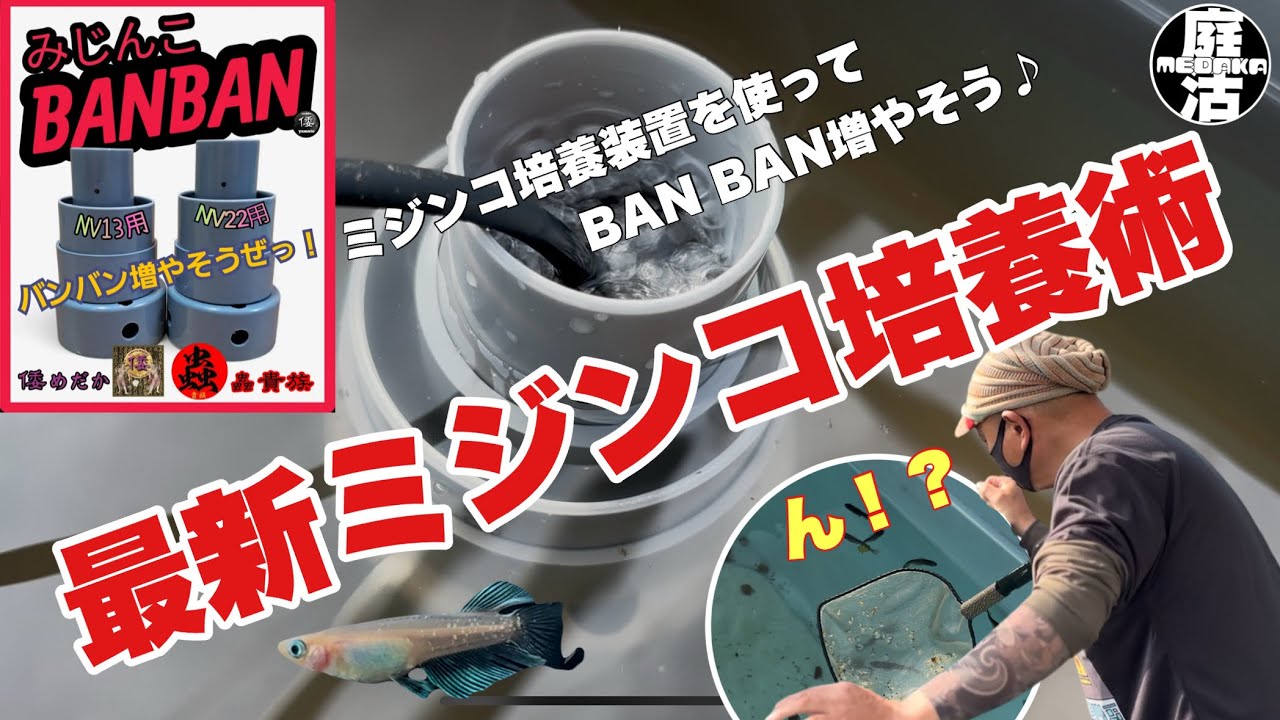 （メダカ）“みじんこBAN BAN”と言う名の増殖炉を設置してみた