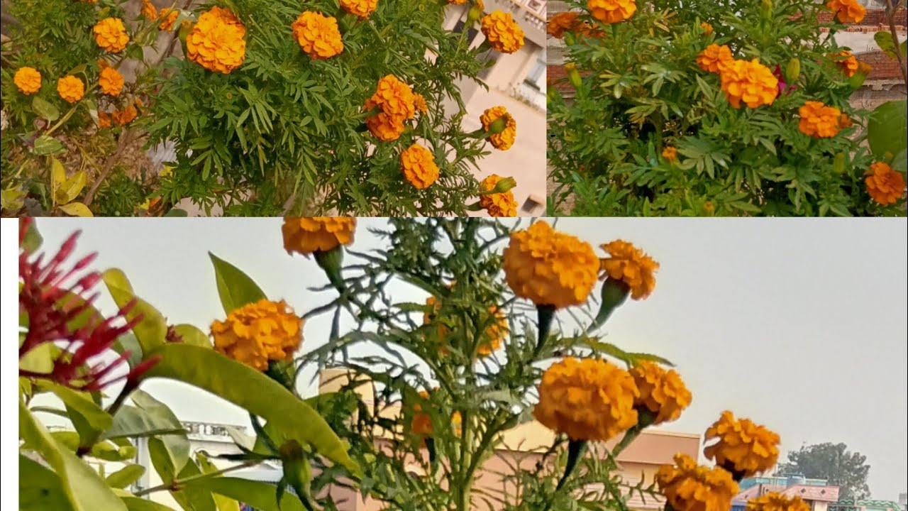 Marigold flower 2026. ছাদ বাগানেএ বছর গাঁদা ফুল কেমন হয়েছে দেখে আসি?3 January 2026
