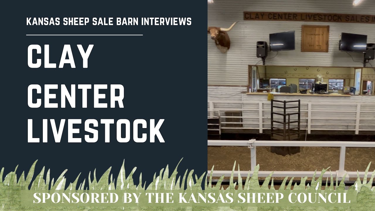 Clay Center Livestock | Серия интервью с владельцами овцеводческого комплекса в Канзасе в рамках ...