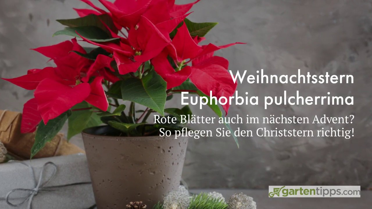 Weihnachtsstern pflegen und &uuml;bersommern. Mit kleinen Tricks jedes Jahr neue rote Bl&auml;tter!